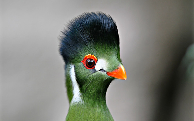 Green bird red eye black #2 free wallpaper - medium preview image