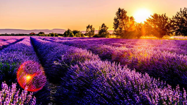 Lavender field sunset trees autumn free wallpaper - medium preview image