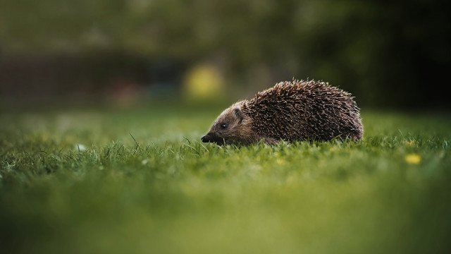 Hedgehog grass sun nature blurry free wallpaper - medium preview image
