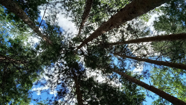 Forest trees sky autumn leaves free wallpaper - medium preview image