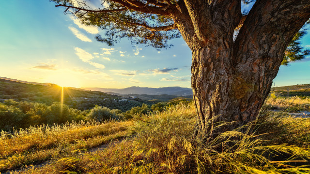 Tree grassy field sunset mountain free wallpaper - medium preview image