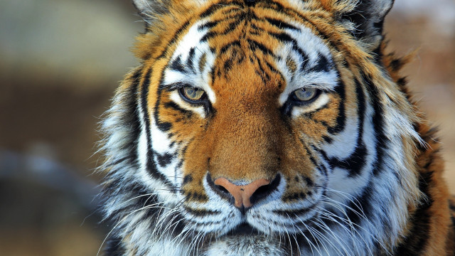 Tiger orange black face nose free wallpaper - medium preview image
