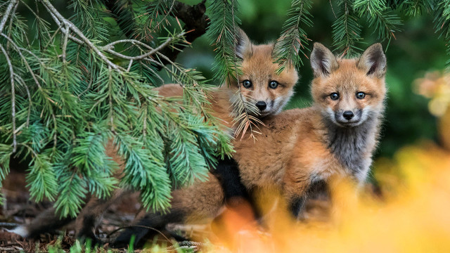 Foxes woods primitivism wildlife puzzle free wallpaper - medium preview image