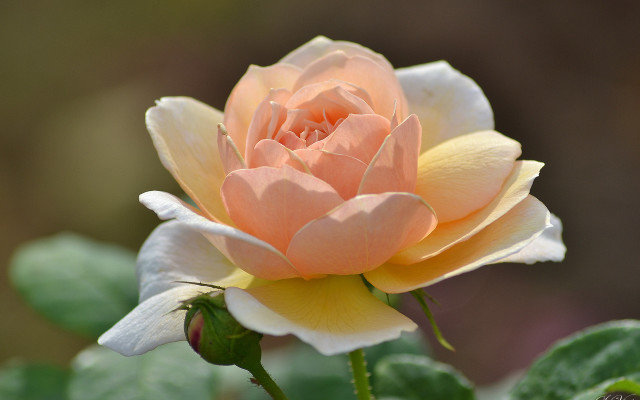 Pink white rose macro rococo free wallpaper - medium preview image