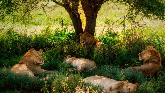 Lions grass tree wildlife nature free wallpaper - medium preview image