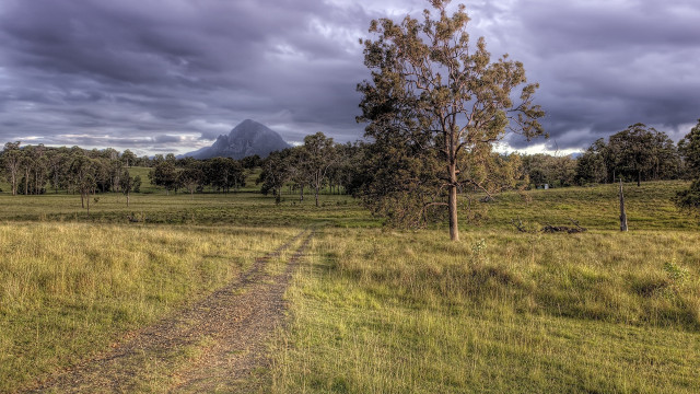Dirt road grassy field tree free wallpaper - medium preview image