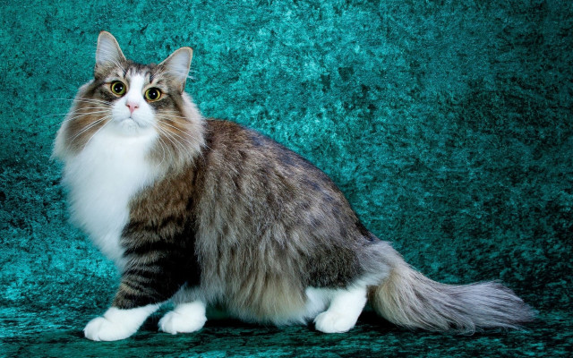 Cat green background blue background free wallpaper - medium preview image