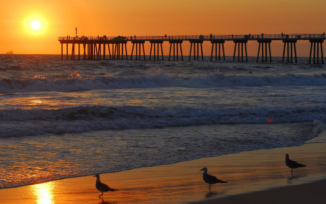 Birds beach ocean sunset pier free wallpaper - medium preview image