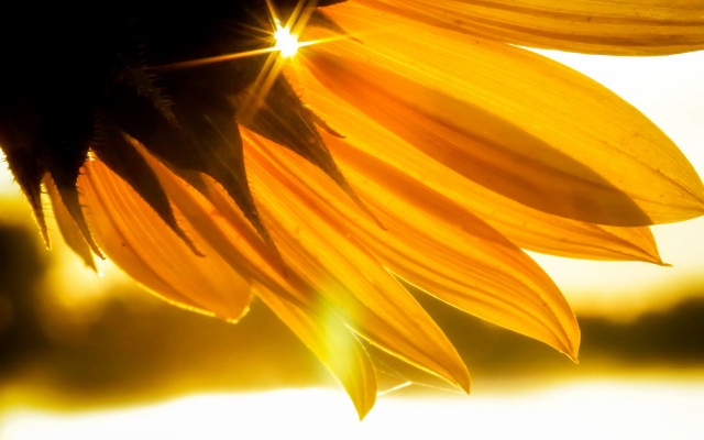 Sunflower sunshine petals water blurry free wallpaper - medium preview image