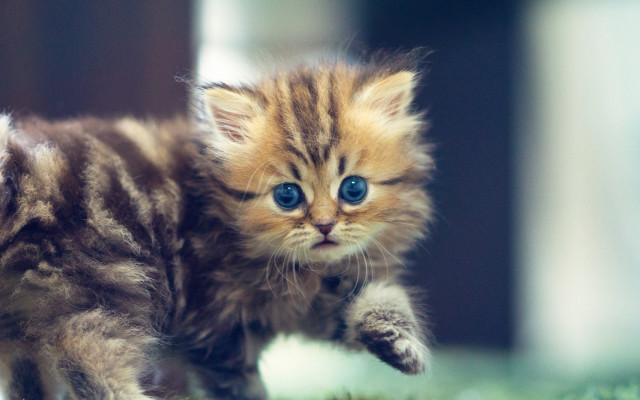 Small kitten blue eyes running free wallpaper - medium preview image