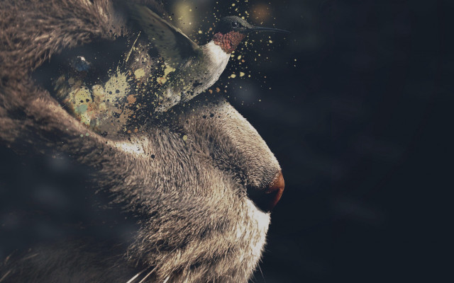 Cat bird surreal night sky free wallpaper - medium preview image
