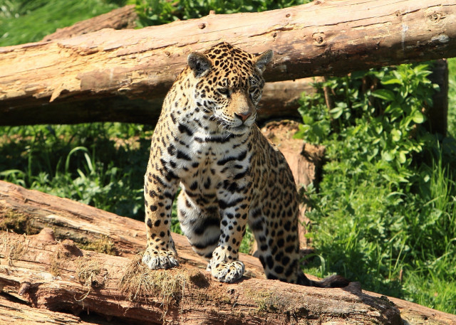 Leopard log zoo forest nature free wallpaper - medium preview image