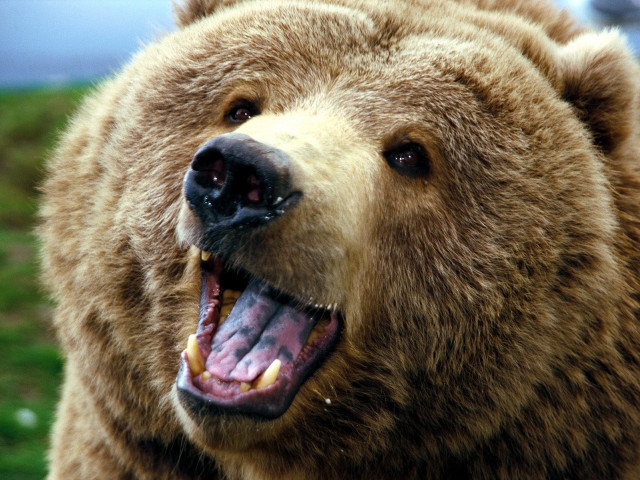 Brown bear open mouth teeth free wallpaper - medium preview image