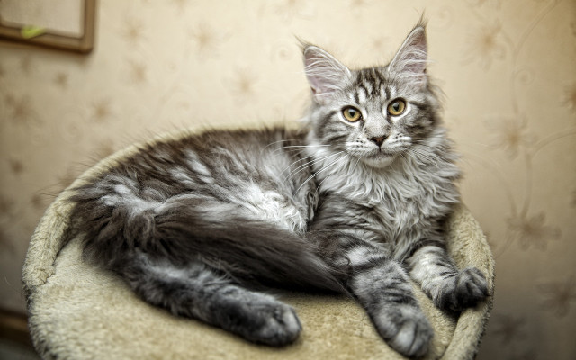 Cat rococo round chair toy free wallpaper - medium preview image