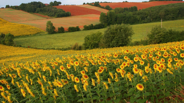Sunflower field autumn leaves nature free wallpaper - medium preview image