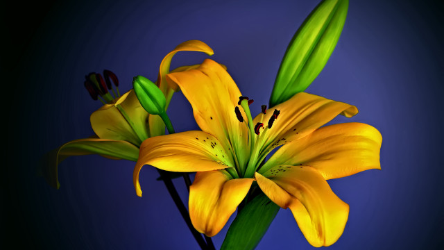 Yellow flower green leaves blue free wallpaper - medium preview image