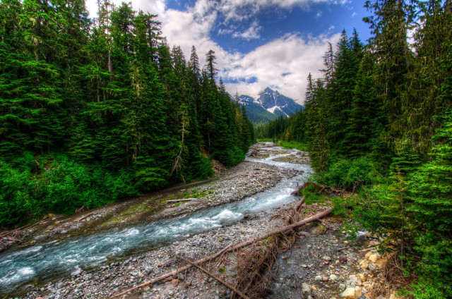 River forest rocks evergreens mountain free wallpaper - medium preview image