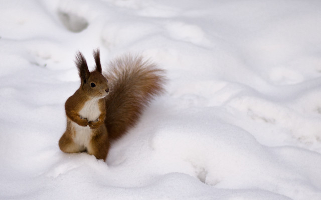 Squirrel snow winter nature chippy free wallpaper - medium preview image