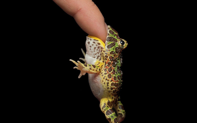Small frog finger black background free wallpaper - medium preview image