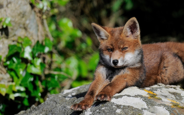 Small fox rock forest blurry free wallpaper - medium preview image