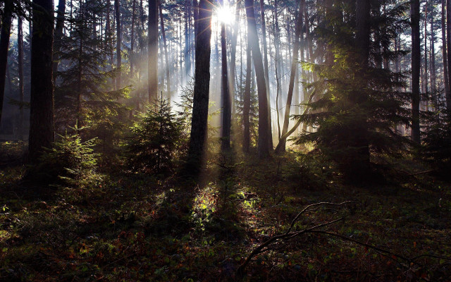 Forest sunshine trees leaves city free wallpaper - medium preview image