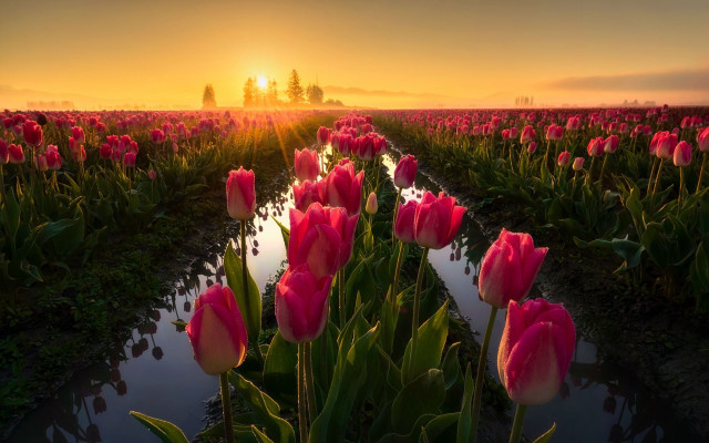 Pink tulips sunset stream landscape free wallpaper - medium preview image