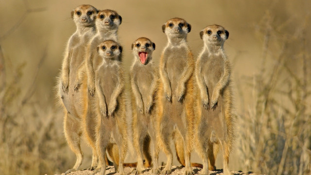 Meerkats rocks wide open mouths free wallpaper - medium preview image