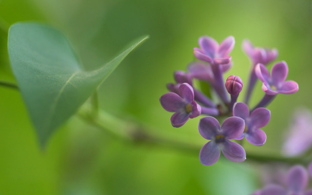 Purple flower green leaves macro #6 free wallpaper - medium preview image