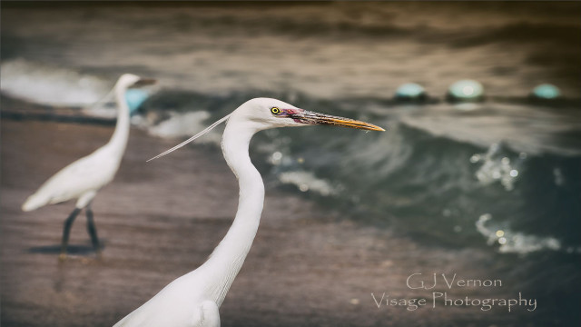 White birds beach ocean water free wallpaper - medium preview image