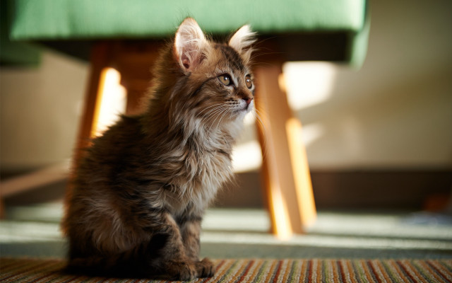 Kitten green chair carpet green free wallpaper - medium preview image