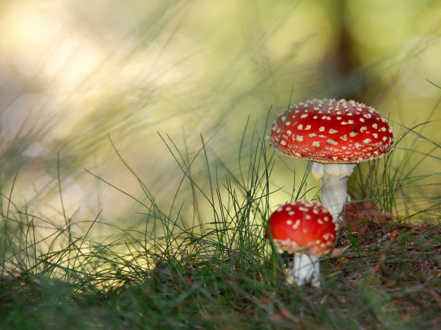 Red mushrooms green field trees free wallpaper - medium preview image