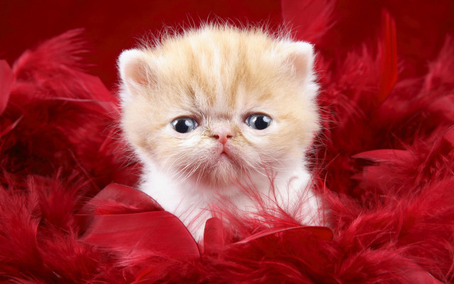 Kitten blue eyes red feathers #2 free wallpaper - medium preview image