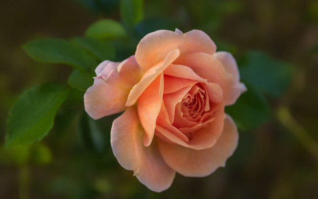 Pink rose green leaves blurry #11 free wallpaper - medium preview image