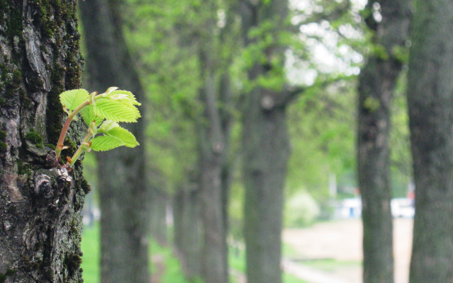 Tree green leaf park fairy free wallpaper - medium preview image