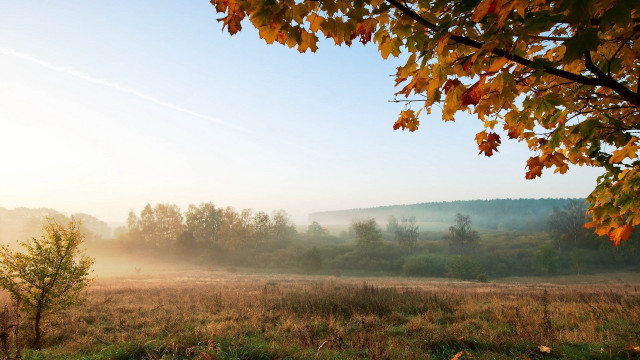 Autumn foggy sky tree leaves #2 free wallpaper - medium preview image