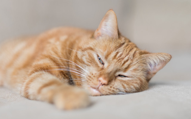 Sleeping cat couch pillow photorealistic free wallpaper - medium preview image