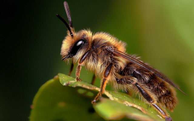 Bee leaf macro ecological blurry free wallpaper - medium preview image