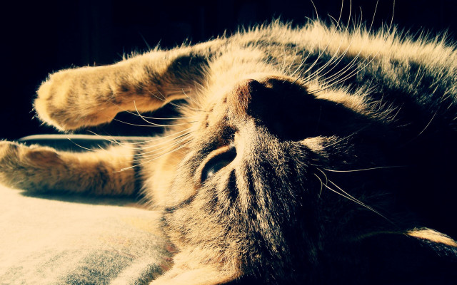 Cat laying on bed sunlight free wallpaper - medium preview image