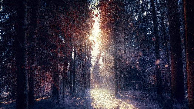 Snowy forest path magic light free wallpaper - medium preview image