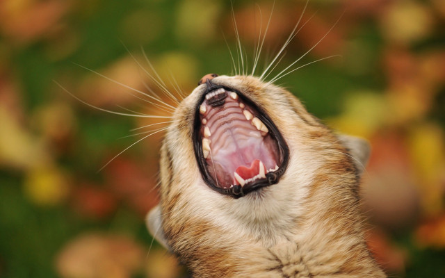 Wide open cat teeth macro free wallpaper - medium preview image