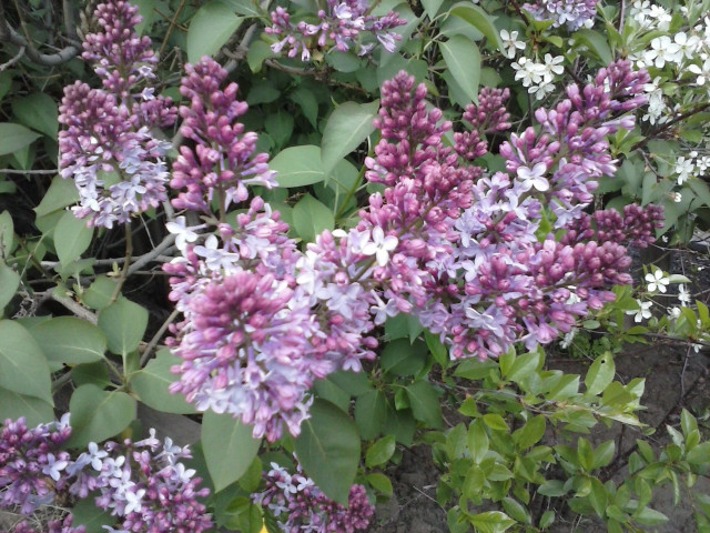 Purple flower bush impressionist garden free wallpaper - medium preview image