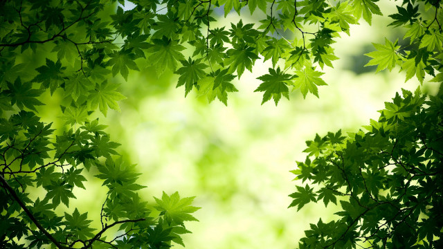 Green leafy tree blurry background #2 free wallpaper - medium preview image