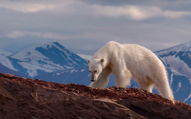 Polar bear rocky hill mountains #2 free wallpaper - medium preview image