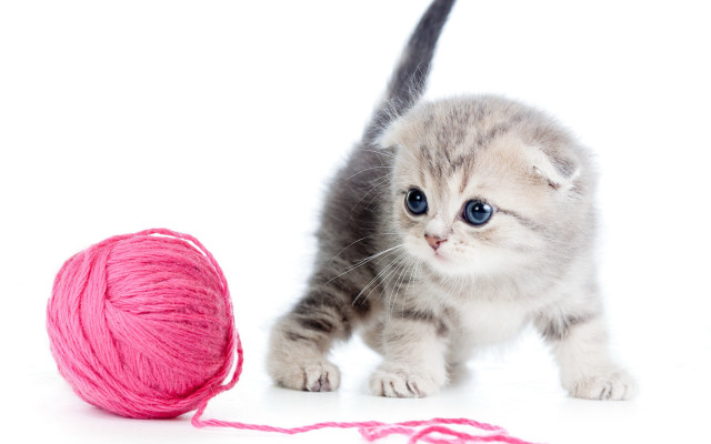 Kitten yarn play white background free wallpaper - medium preview image
