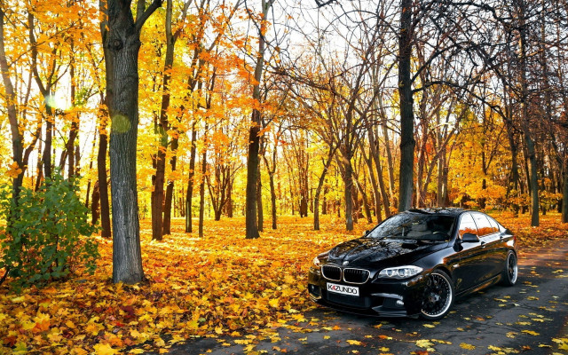 Black car woods autumn leaves free wallpaper - medium preview image