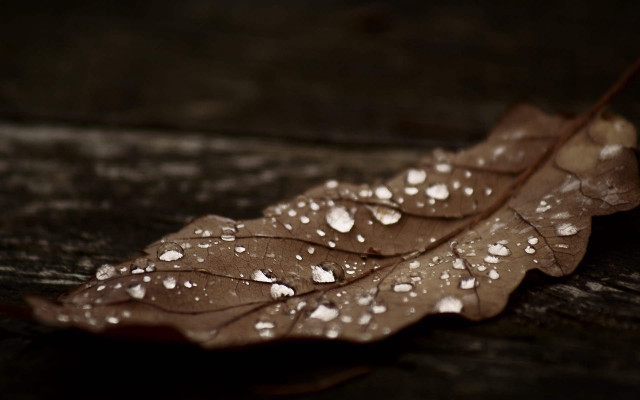 Leaf water droplets macro rain free wallpaper - medium preview image