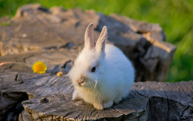 White rabbit log flower pot free wallpaper - medium preview image