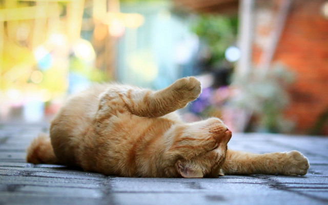 Cat laying on back blurry #2 free wallpaper - medium preview image