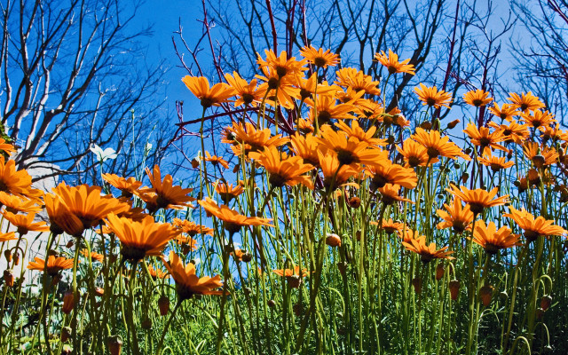 Orange flower field blue sky free wallpaper - medium preview image