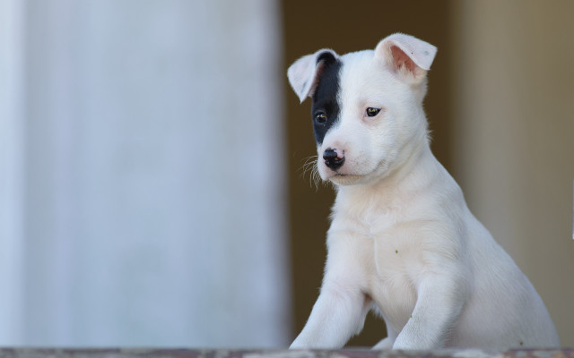 White shiba inu puppy bed free wallpaper - medium preview image